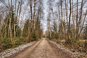 winter, path, forest Path, trail, trees, branches, bald, cold, empty, frosty, mood