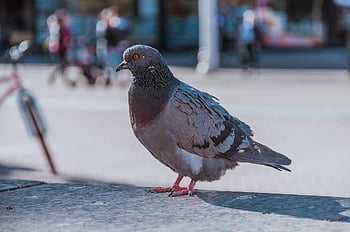 pigeon, city, dove, bird, animal, plumage, feather, pigeons, foraging, urban, beak