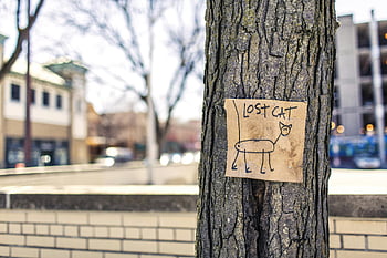 lost cat sign, macro photography, brown and black signage, black bare tree, handmade sign, city street, blurred buildings, urban setting, missing pet, tree trunk, outdoor signage