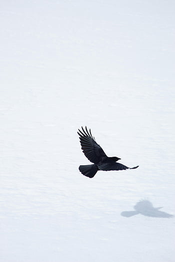 flying crow, snowy landscape, distinct shadow, symbolizing freedom, graceful soar, winter scene, bird in flight, nature photography, wildlife image, black bird, snow covered ground