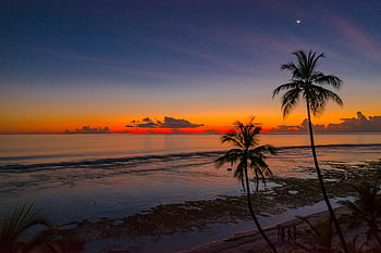 sunset, palm trees, beach, Fuvahmulah, coconut trees, serene ocean, aerial view, tropical sunset, ocean sunset, beach sunset, sunset silhouette