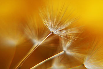 dandelions, flower Wallpaper, flower Background, dandelion, seeds, spring, nature, beautiful Flowers, close Up, pointed Flower, macro