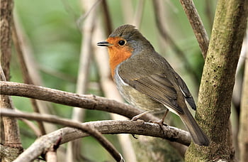 fugl, robin redbreast, robin, gren, europeisk robin, passerine fugl, perched, dyr, natur, hage, dyreliv