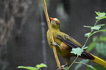 Zelená Oropendola, pták, ptačí, Příroda, fauna, volně žijících živočichů, ornitologie, zvíře, pozorování ptáků, portrét, Headshot Close-up