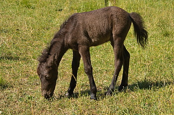 hříbě, mládě, hříbě poníka, poník farma, zvíře, kůň, poník, savec, roztomilý, pastvina, hnědý