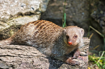 mongoose, zebra Mongoose, predator, civet Cat, wild Animal