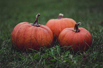 pumpkins, grass, autumn, orange pumpkins, green grass, fall themes, outdoor pumpkins, seasonal pumpkins, natural pumpkins, harvest pumpkins, autumn decor