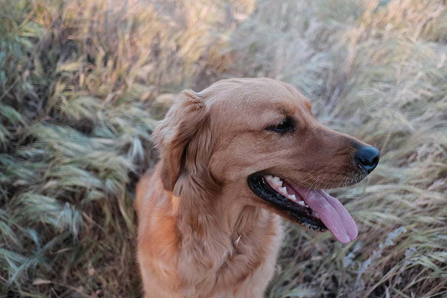 Golden Retriever, sitting, grass, outdoor nature, happiness, charming, dog, pet, field, sunlight, golden fur