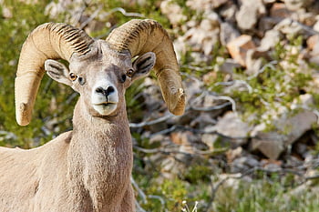 pecora, pecore del grande corno del deserto, grande corno del deserto, grande corno, corno, natura, corna, grande, maschio, animali, deserto marrone