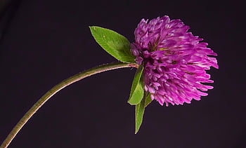 red Clover, clover, blossom, bloom, pointed Flower, clover Blossom, red, meadow Clover, wildflower