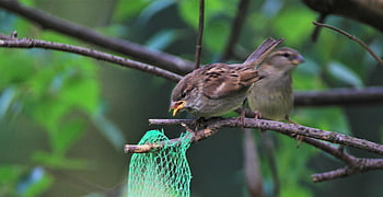 sparrows Family, nature, sparrow, birds, songbirds, sparrows, feathers, mood, together, collective, plumage