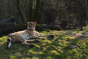 Gepard, zvíře, safari, savec, velká kočka, dravec, divoké zvíře, volně žijících živočichů, fauna, louka, džungle