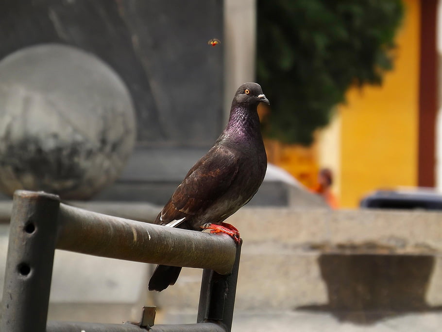 pigeon, bird, perched, animal, feathers, plumage, beak, bill, bird Watching, ave, ornithology