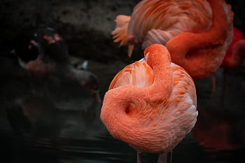 bird, flamingo, ornithology, species, fauna, avian, animal, beak, wildlife, nature, phoenicopterus Roseus