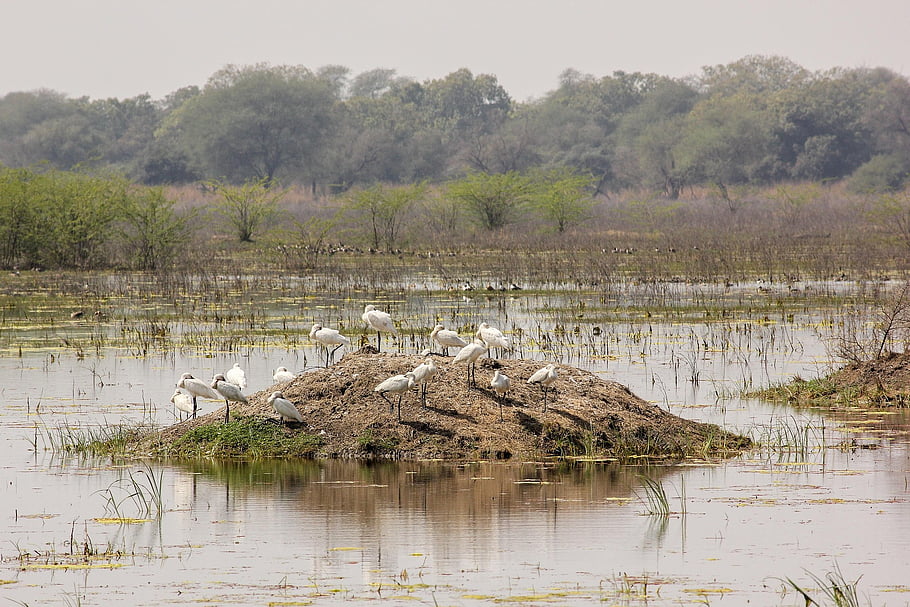 spoonbills, wetland, lake, water, landscape, birds, india, bharatpur, travel, nature