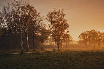 park, trees, nature, landscape, sunset, evening, sun, lawn, calm, tranquil, morning