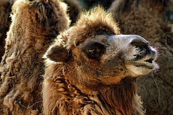 camel, nature, dromedary, desert, animal, wildlife