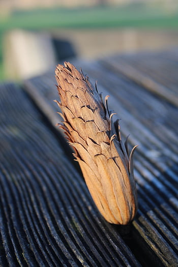 cone, tree, seed, pattern, texture, flora, nature, brown