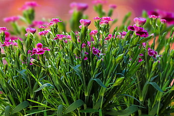 garofano, fiori, carta da parati floreale, piante, bellissimi fiori, chiodi di garofano rosa, dianthus, fioritura, sfondo di fiori, gemme, le foglie