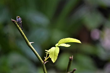 fly, leaves, insect, plant, nature, animal, photography