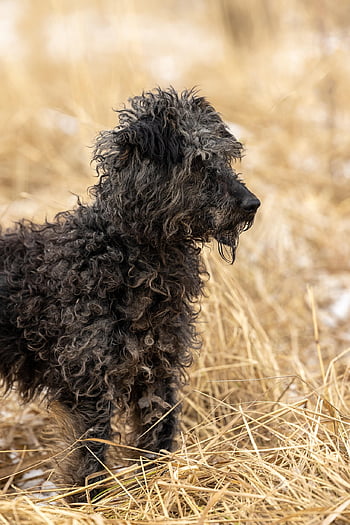 hund, skyddshund, räddningshund, hö, utomhus, hund-, djur-, sällskapsdjur, adoption, rädda, söt
