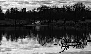 lake, park, monochrome, trees, reflection, water, birds, nature, dark, max-eyth-see, stuttgart
