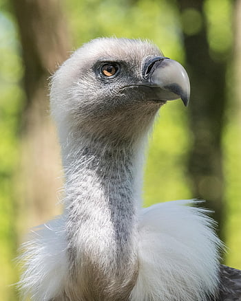 vulture, head, nature, beak, bird, feather, plumage, bill, animal, predator, scavenger