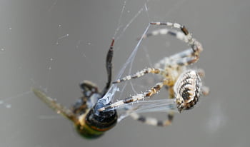 spin, spinenweb, web, prey, bug, insects, nature, spiders, caught, animal, autumn