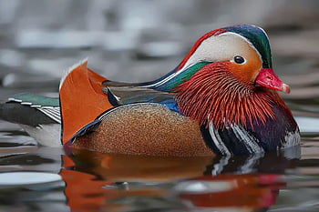 Mandarijn eend, vogel, eend, waterwild, watervogel, veren, gevederte, zwemmen, bek, Bill, vogelkunde