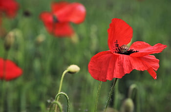 červené máky, louka, zelené léto, epi, vítr, vůně, v trávě, Příroda, mák, klatschmohn, zelená