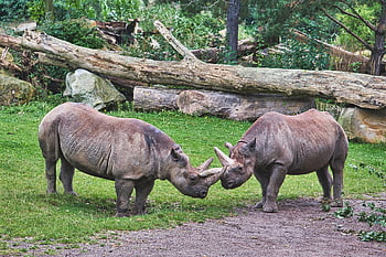 rinoceronte, jardim zoológico, tiergarten, animais selvagens, mamíferos, natureza, Berlim, herbívoros, paquiderme, safári, panorama