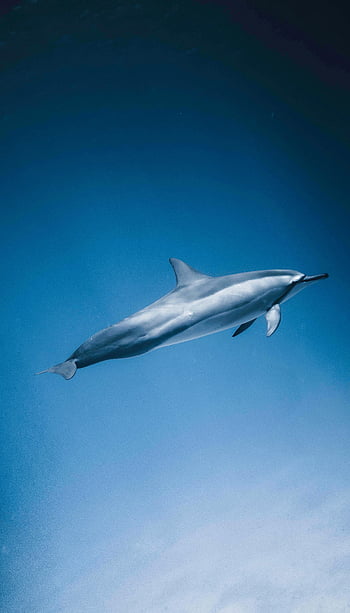 dolphin, swimming, deep sea, marine beauty, clear blue water, lone dolphin, underwater photography, ocean life, marine animal, elegant swim, aquatic creature