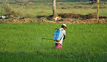 pesticide spraying, South Asian farmer, green paddy field, Ernakulam India, agricultural work, crop protection, farming practices, rural scene, agricultural equipment, pest control, field work