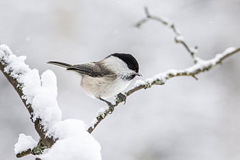 vrba tit, sníh, větev, posazený, poecile montanus, passerine pták, pták, zvíře, volně žijících živočichů, peří, malý