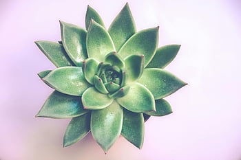 green succulent plant, vibrant close-up, lush leaves, natural pattern, clean white backdrop, succulent photography, green plant, succulent leaves, plant photography, succulent close-up, green succulent