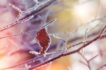 winter, frost, leaf, nature, leaves, fall, autumn Leaves