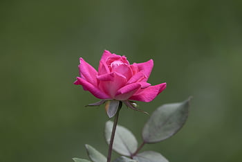Blume, Mac Wallpaper, Hintergrundbild in HD, Blumentapete, Tapete, Wallpaper 1920x1080, Rose, Laptop-Hintergrundbild, HD Wallpaper, Natur, Blütenblätter