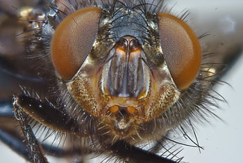 housefly, fly, compound Eye, macro, close Up, eyes, insect, nature, animals