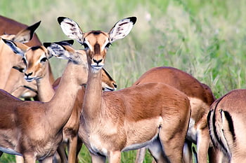 impala, antelope, animals, wildlife, mammals, nature, safari, savannah, africa