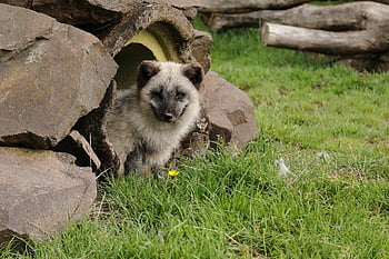 fox, arctic Fox, fuchs, predator, wild, mammal, zoo, wildlife, park, fur, carnivore