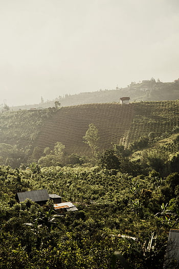 viljelyalat, Hills, rivitalot, Bali, Indonesia, aamu sumua, maaseudun kauneus, rehevä maisema, rauhallinen näkymä, maaseutu, maatalous