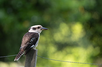 kookaburra, laughing Kookaburra, bird, dacelo Novaeguineae, animal, bird Watching, ornithology, wildlife, wild, avian, nature