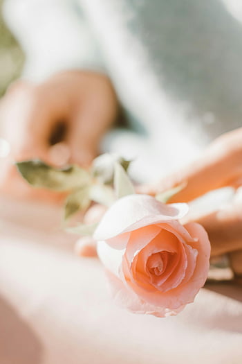 pink rose, hands holding flower, soft focus image, delicate flower, romantic photo, gentle touch, floral photography, close-up shot, natural beauty, soft lighting, romantic scene