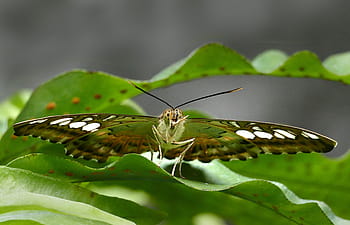 motýl, Clipper Butterfly, parthenos sylvia, Jížní Asie, zalesněné oblasti, rychlé létání, Křídla mávat, makro, Lumix FZ1000, milovník přírody