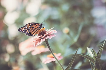 butterfly, close up, insect, garden, summer, detail, bug, wings, nature, colorful, flower