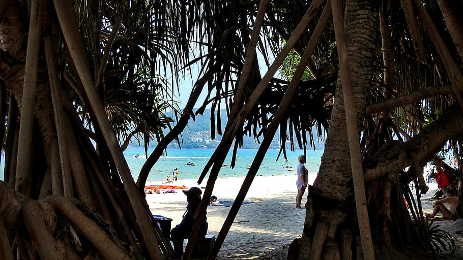 beach, palm trees, hiding, Phuket, Thailand, tropical, sand, ocean, people, shade, nature
