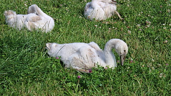 cigno, animale, natura, rostock, piuma, erba, acqua, Riva del fiume, blu, bianca, contrasto