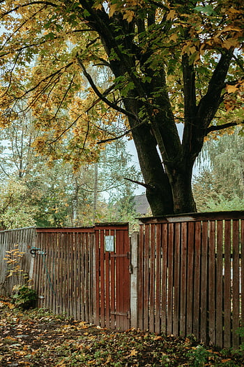 tre gjerde, høstløv, Serene park, gule blader, tre, høstsesong, utendørs scene, naturlig innstilling, rustikke gjerde, Høstlige farger, fredelig miljø