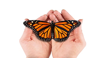 butterfly, cocoon, metamorphosis, larva, insect, caterpillar, nature, transformation, wildlife, wing, pupa
