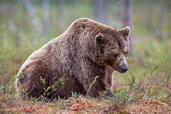 หมี, หมีสีน้ำตาล, ursus arctos, ชาย, เก่า, เหนื่อย, ธรรมชาติ, เลี้ยงลูกด้วยนม, สัตว์